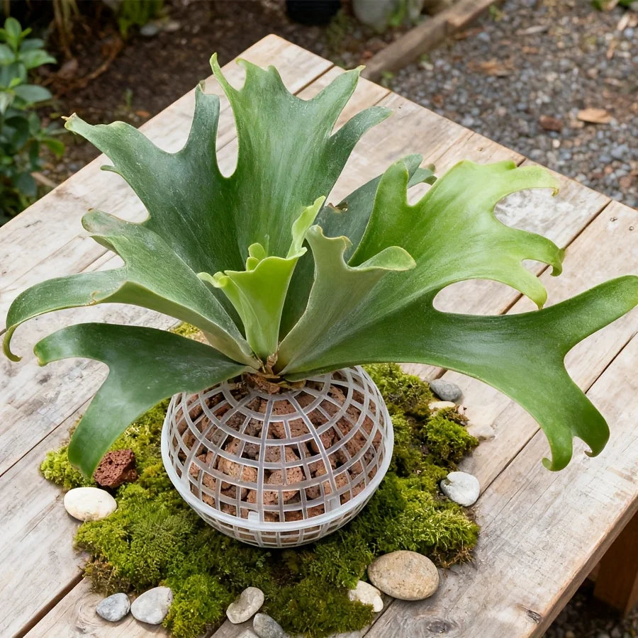 Wall-Mounted Plastic Planter Pot Set - Hanging Flower Pots for Succulents, Orchids, and Green Plants