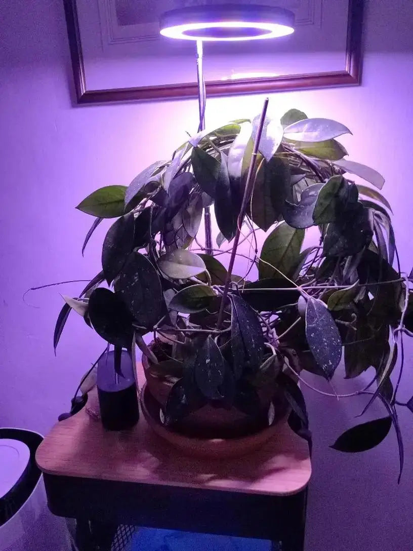 Height Adjustable LED Grow Light — Full Spectrum Plant Growing Lamp with 3 Timers for Indoor Large Plants