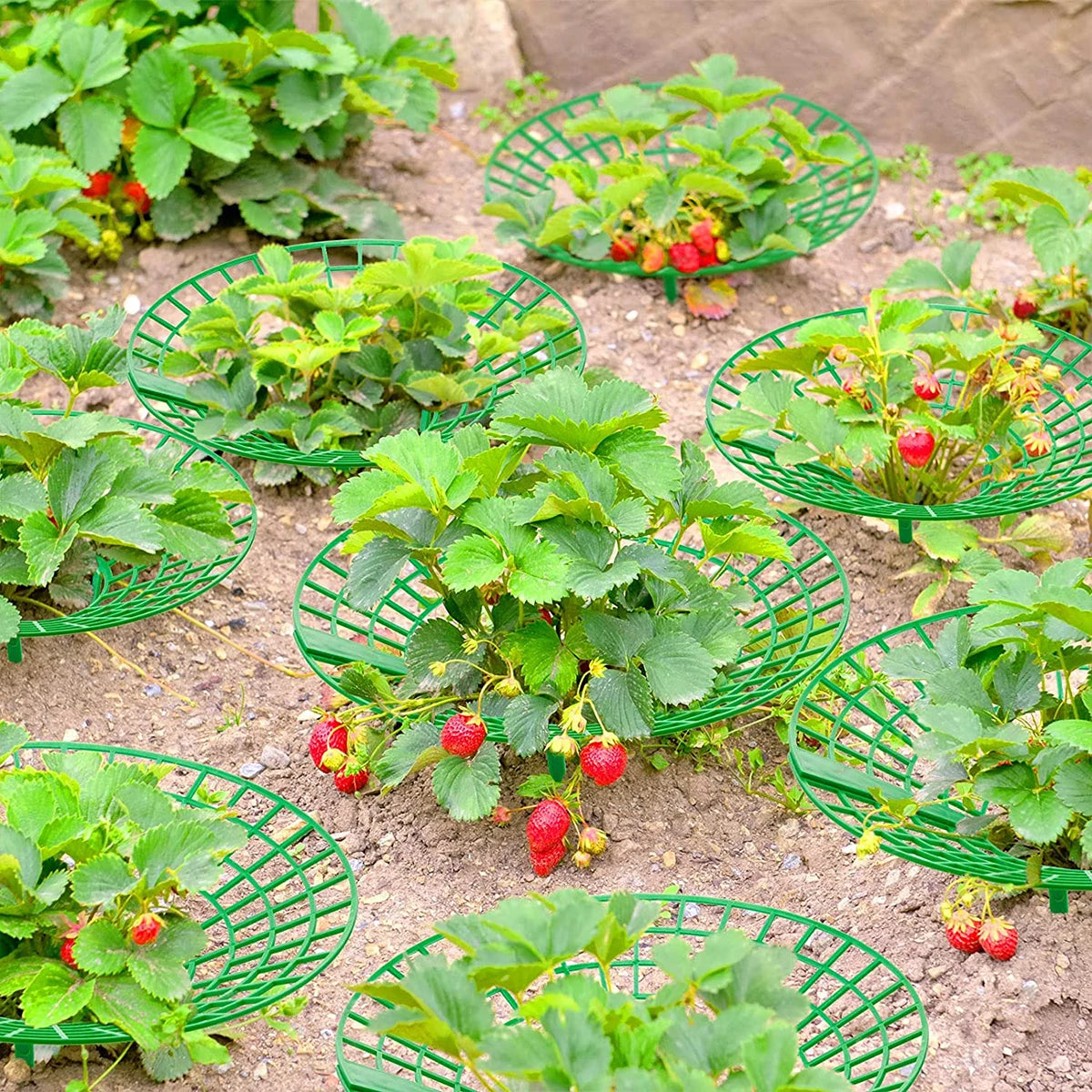 10Pcs Strawberry Plant Supports - Sturdy 3-Legged Growing Racks for Protection Against Mold, Rot, and Dirt - Cage Frame Holder