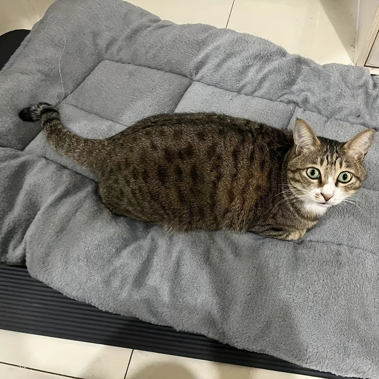 Extra-Large Plush Pet Bed — Super Soft Thick Polyester Dog & Cat Sofa, House, and Cage Mat