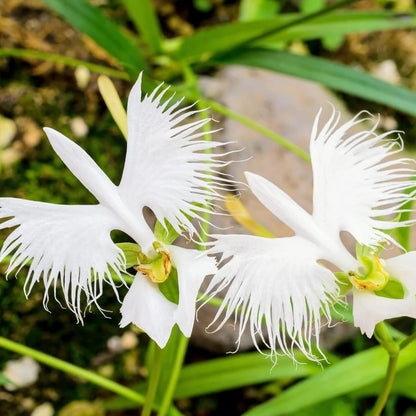22Habenaria Radiata Orchid - Elegant White Crane Flower