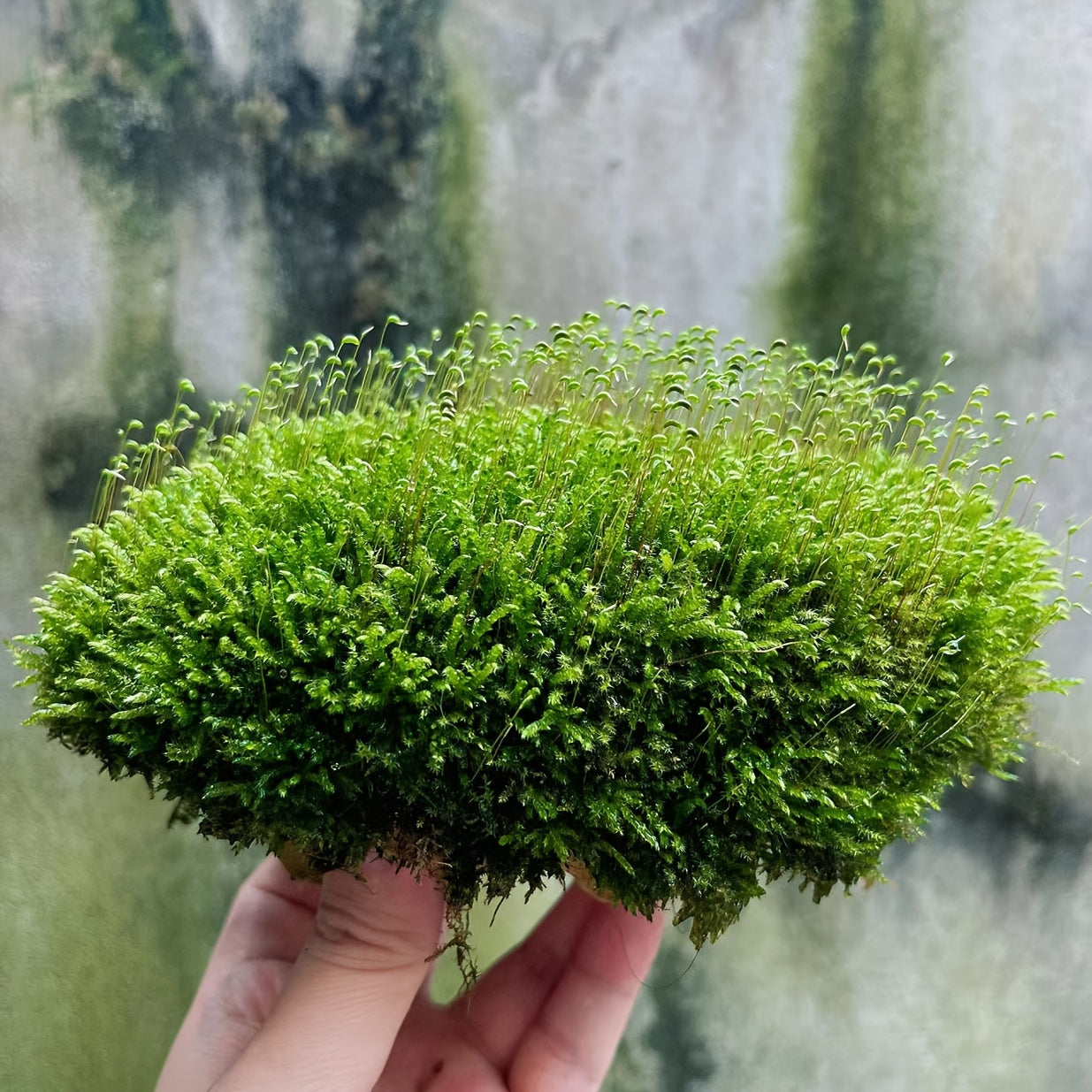 Living Moss Carpet with Moss Spore Powder - Immortal Micro Landscape Rockery Plants for Home and Garden