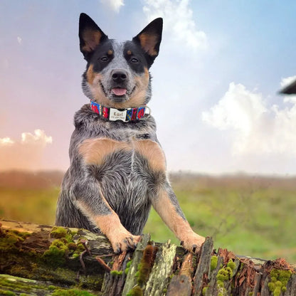 Adjustable Nylon Dog & Cat Collar – Personalized ID Collar with Engraved Name Buckle, Anti-Lost for Small, Medium & Large Pets