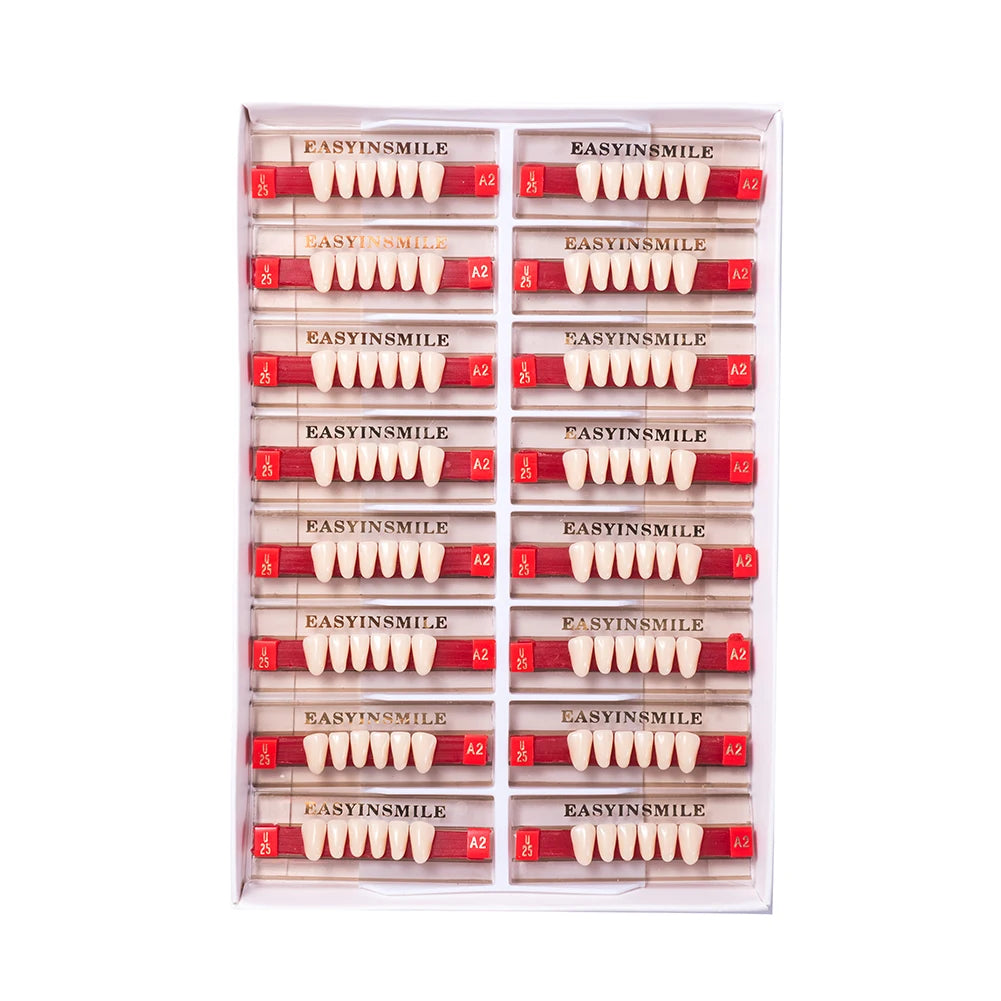 16/12 Set Dental Denture Teeth Model Kit, Upper & Lower Anterior Synthetic Polymer Teeth A2 A3 for Dental Education & Training
