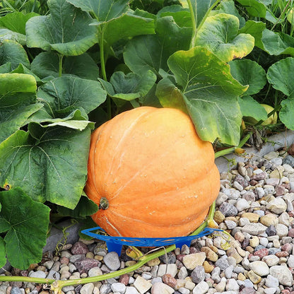 10-Piece Watermelon Stand Fruit Support Basket - Vegetable Plant Tray Rack for Melons, Squash, Pumpkins, and More - Protective Holder