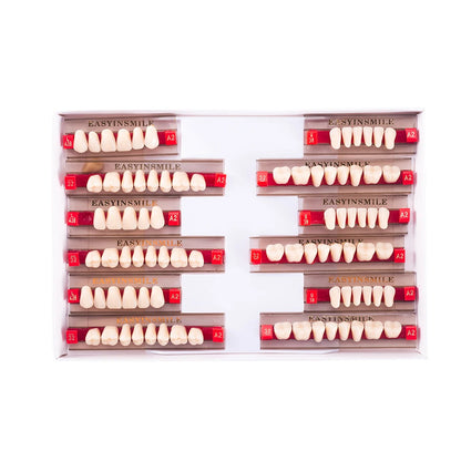 16/12 Set Dental Denture Teeth Model Kit, Upper & Lower Anterior Synthetic Polymer Teeth A2 A3 for Dental Education & Training