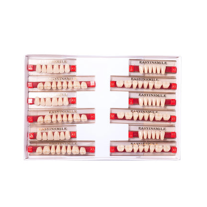 16/12 Set Dental Denture Teeth Model Kit, Upper & Lower Anterior Synthetic Polymer Teeth A2 A3 for Dental Education & Training