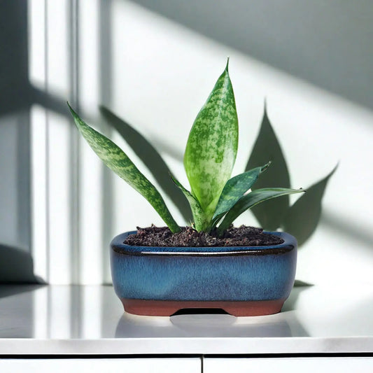 Ceramic Flower Pots with Drain Hole – Vent Design for Easy Indoor and Outdoor Planting