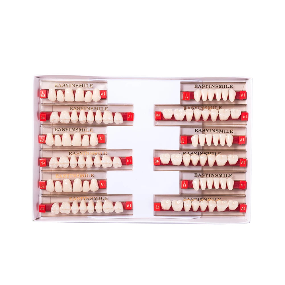 16/12 Set Dental Denture Teeth Model Kit, Upper & Lower Anterior Synthetic Polymer Teeth A2 A3 for Dental Education & Training