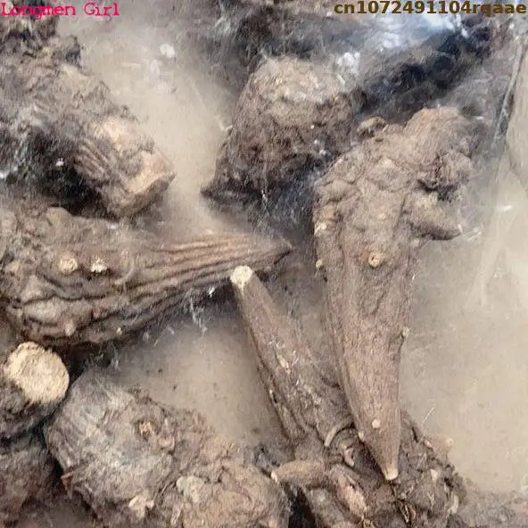 Natural Aconitum Root Botanical Decor - 100g/250g Dried Plant Display for Decorative Use
