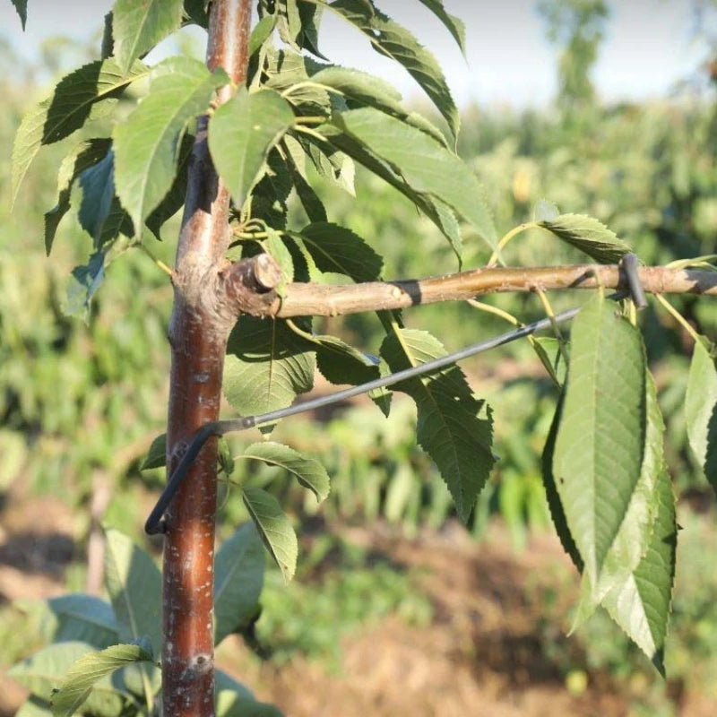 10PCS Fruit Tree Branches Holder - Plant Support Frame for Yard - Fruit Tree Branch Spreader - Branch Fixer