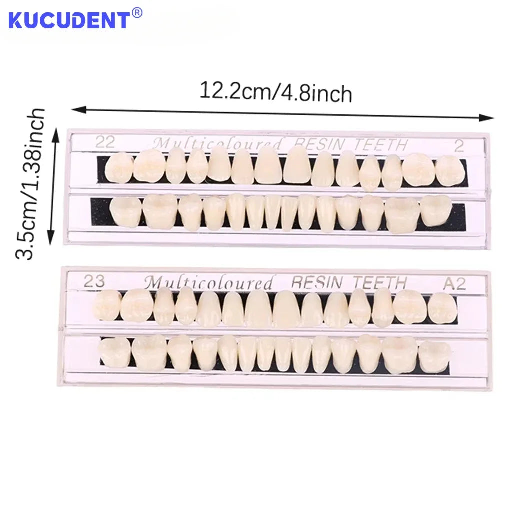 28-Teeth Resin Denture Set – Synthetic Dental Teaching Model for Education, Training & Permanent Teeth Practice Material