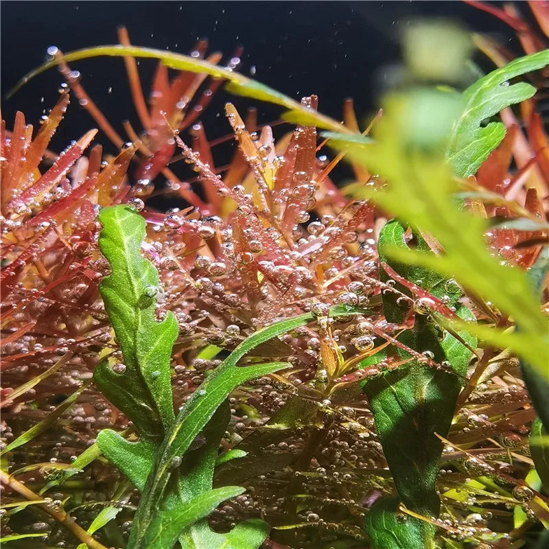 WRGB Aquarium LED Plant Light - Full Spectrum Fish Tank Lamp for Aquatic Plants & Algae Control