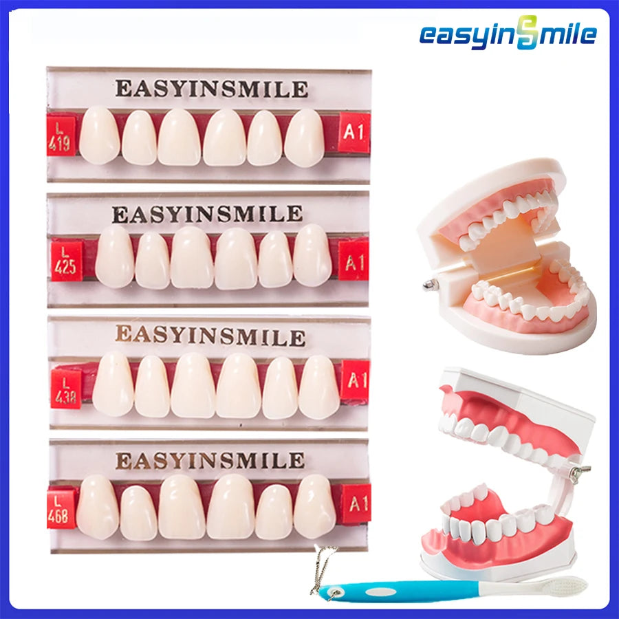 16/12 Set Dental Denture Teeth Model Kit, Upper & Lower Anterior Synthetic Polymer Teeth A2 A3 for Dental Education & Training