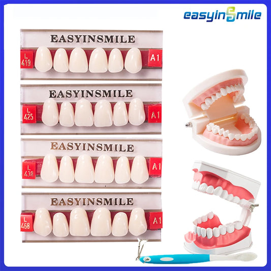 16/12 Set Dental Denture Teeth Model Kit, Upper & Lower Anterior Synthetic Polymer Teeth A2 A3 for Dental Education & Training