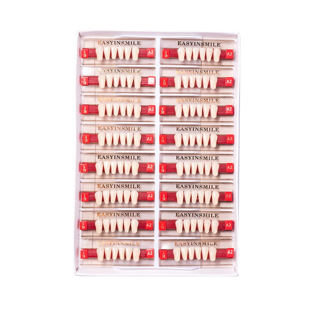 16/12 Set Dental Denture Teeth Model Kit, Upper & Lower Anterior Synthetic Polymer Teeth A2 A3 for Dental Education & Training