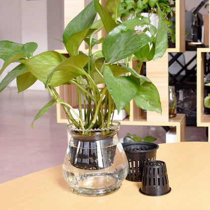 25PCS Hydroponic Mesh Net Pots – Soilless Plant Nursery Cups for Vegetable & Garden Growing