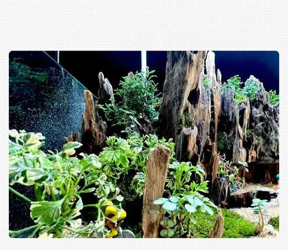 Natural Wooden Driftwood Aquarium Decor – Porous Fish Tank Decoration for Crabs, Shrimp & Fish