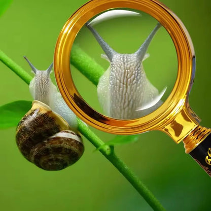 10X Pocket Magnifier with Golden Dragon Handle – 70/80/90mm Handheld Mini Microscope for Jewelry, Reading & Inspection