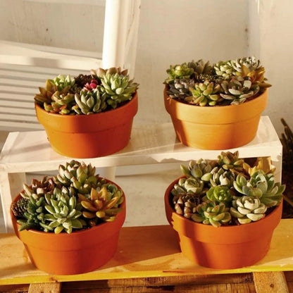 6PCS Terracotta Clay Flower Pots – 3.5” Mini Planters with Drainage Hole for Succulents, Cactus & Nursery Plants