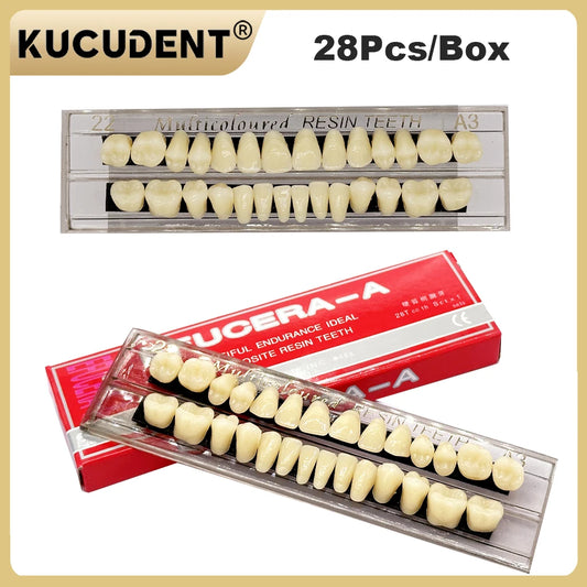 28-Teeth Resin Denture Set – Synthetic Dental Teaching Model for Education, Training & Permanent Teeth Practice Material