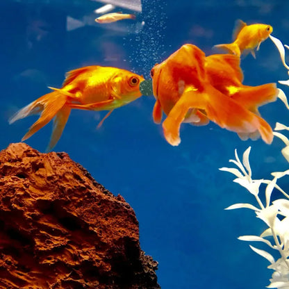 100-3000pc Spirulina Tablets - High Purity Aquarium Fish & Shrimp Food for Crystal Red Shrimp and Tropical Fish