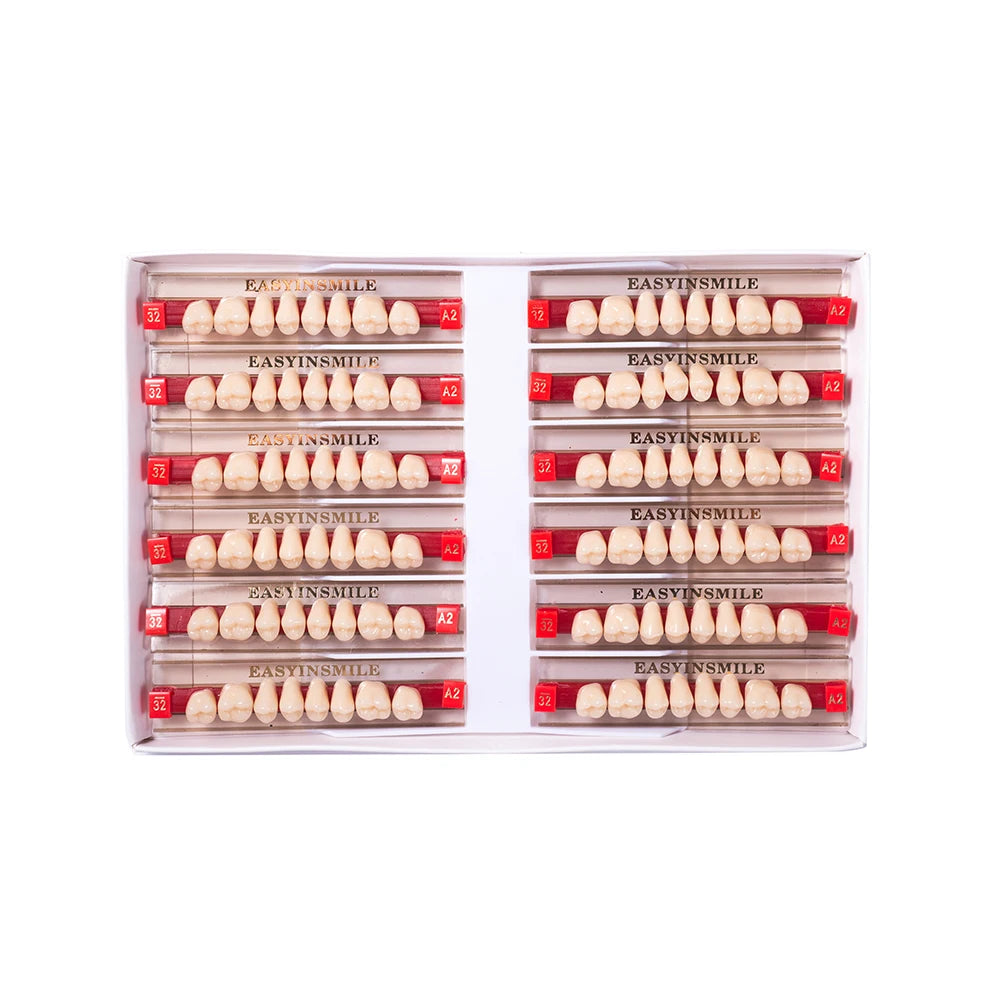 16/12 Set Dental Denture Teeth Model Kit, Upper & Lower Anterior Synthetic Polymer Teeth A2 A3 for Dental Education & Training