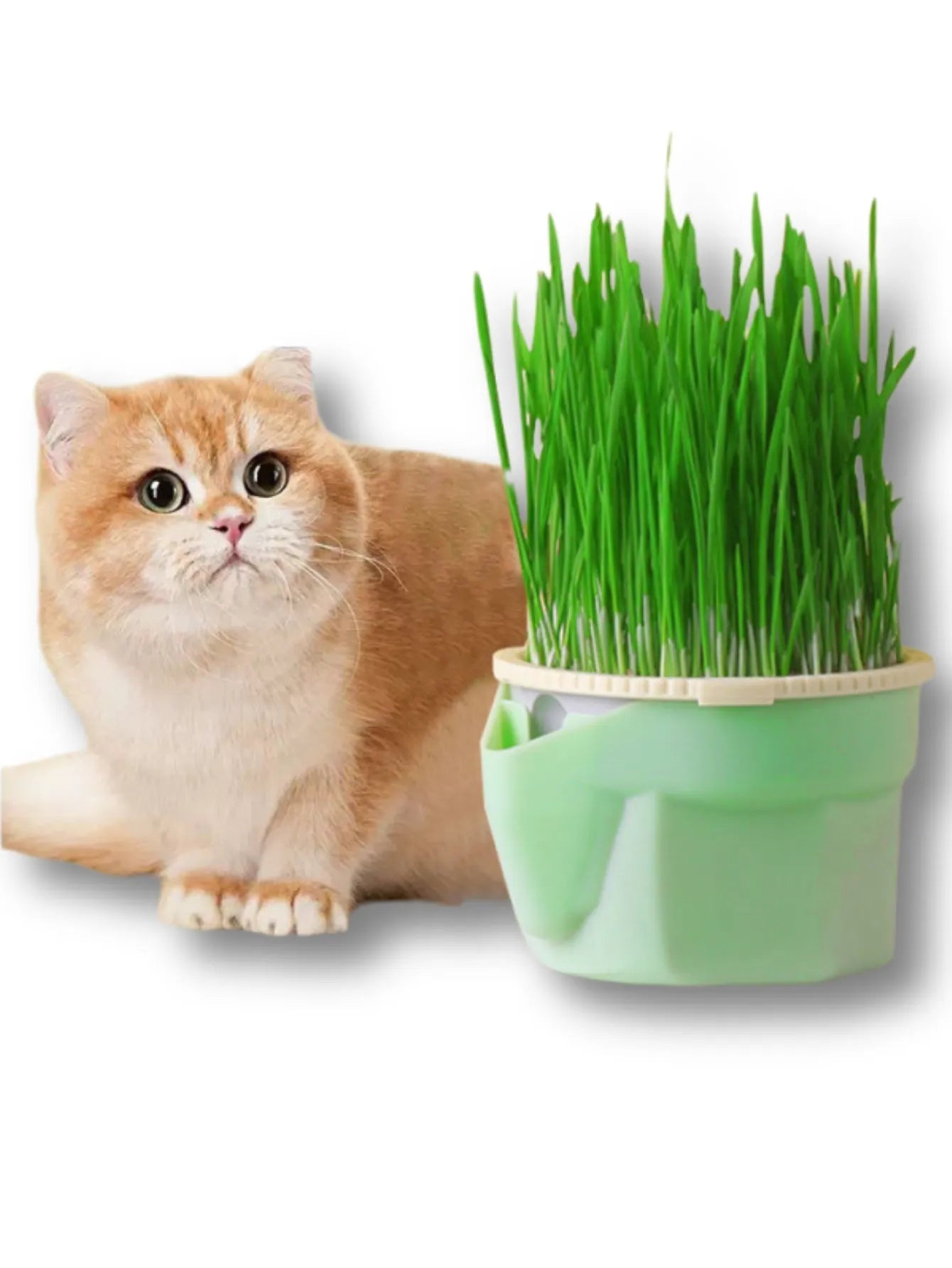 Hierarchical Design Cat Grass Cultivation Cup - Reusable Catnip Growing Container with Soilless Cultivation for Seed Germination Tray