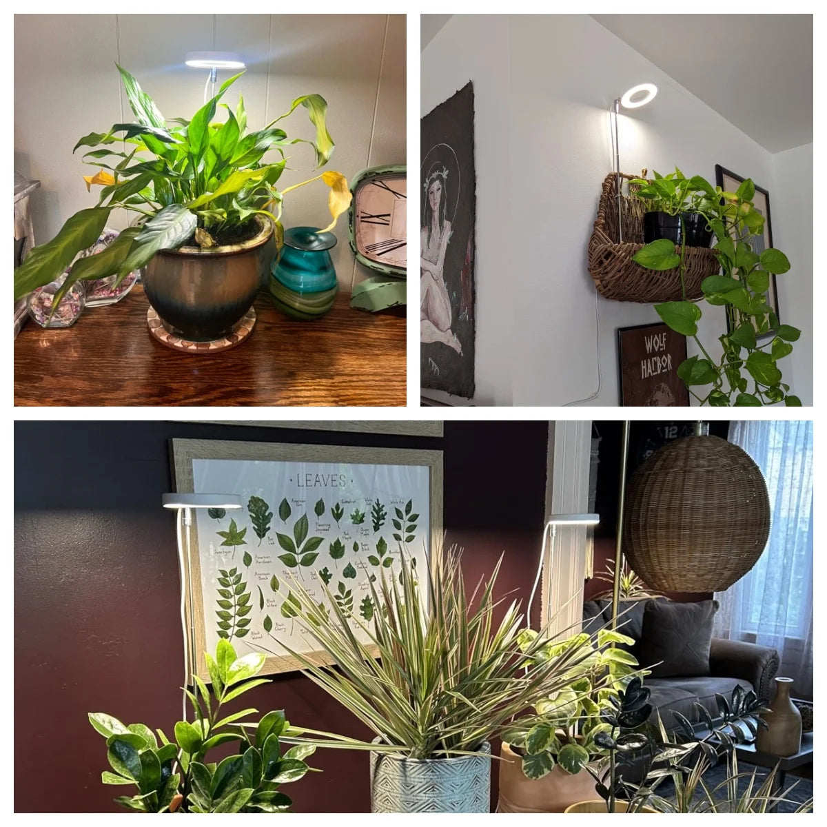 Full Spectrum Indoor Solar LED Growth Light - Four Gear Dimming for Fleshy Plants, Flower & Floor Telescopic Fill Light