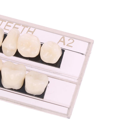 Dental Teeth Teaching Model – Professional Oral Care Training & Dental Material Tool