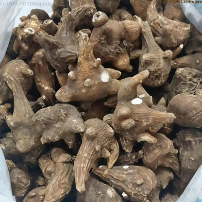 Natural Aconitum Root Botanical Decor - 100g/250g Dried Plant Display for Decorative Use