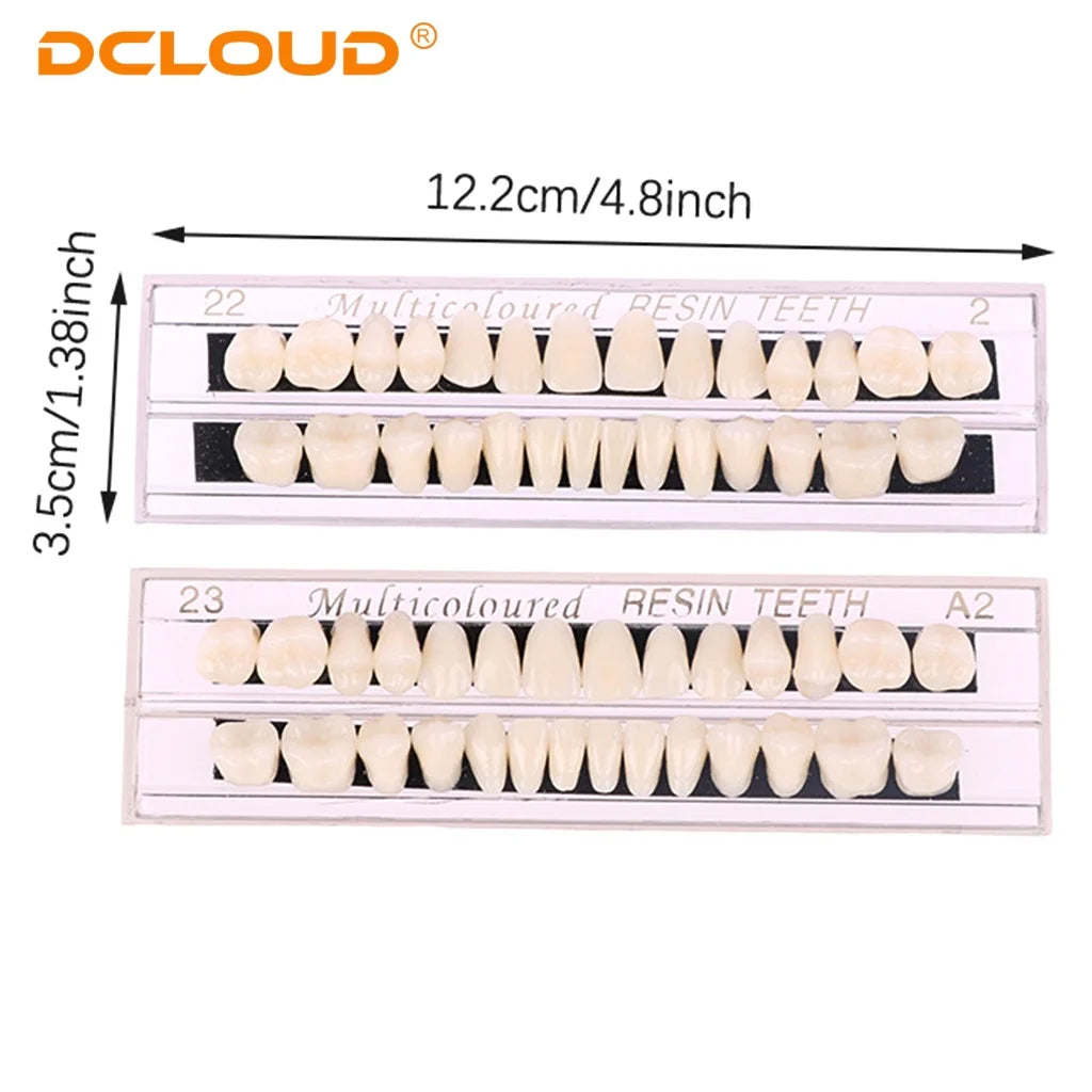 15 Pack Resin Denture Teeth Set – Polymer Dental Training Models for Education, Research & Laboratory Practice