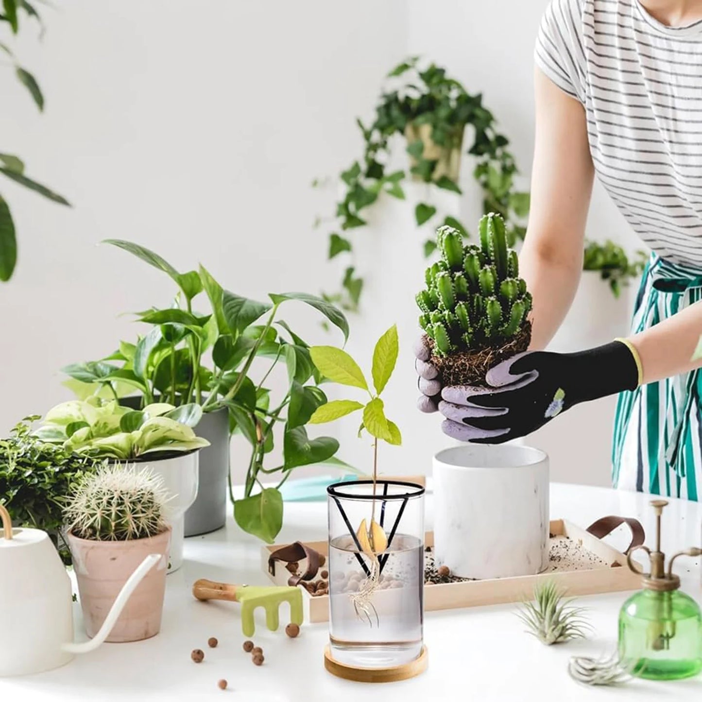 Hydroponic Avocado Tree Growing Kit – Glass Seed Vase with Bamboo Triangle Stand for Easy Sprouting Indoor Plant Pot