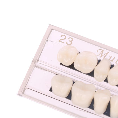 Dental Teeth Teaching Model – Professional Oral Care Training & Dental Material Tool