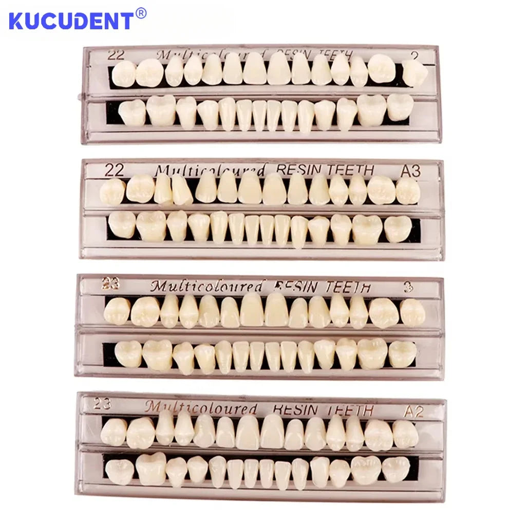 28-Teeth Resin Denture Set – Synthetic Dental Teaching Model for Education, Training & Permanent Teeth Practice Material