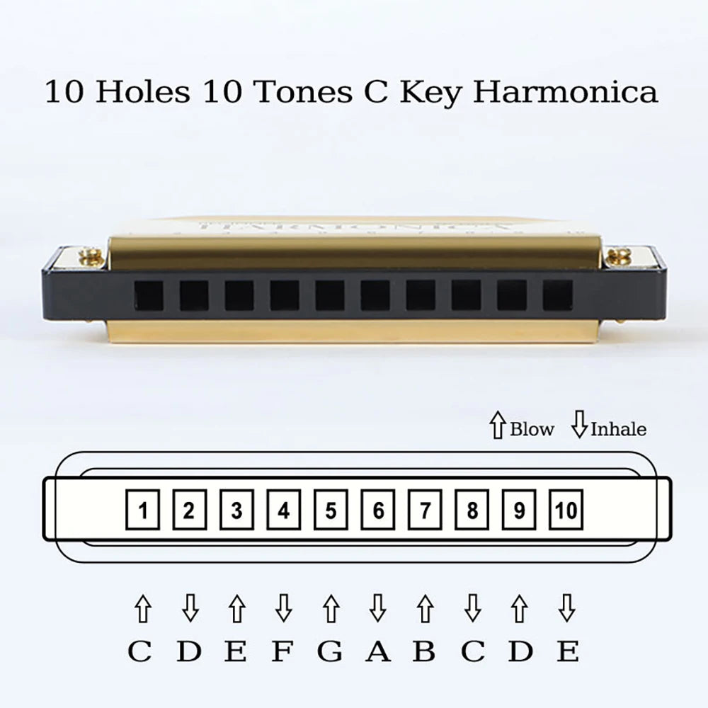 10-Hole C Diatonic Harmonica - Phosphor Bronze Beginner Mouth Organ with Case Kit