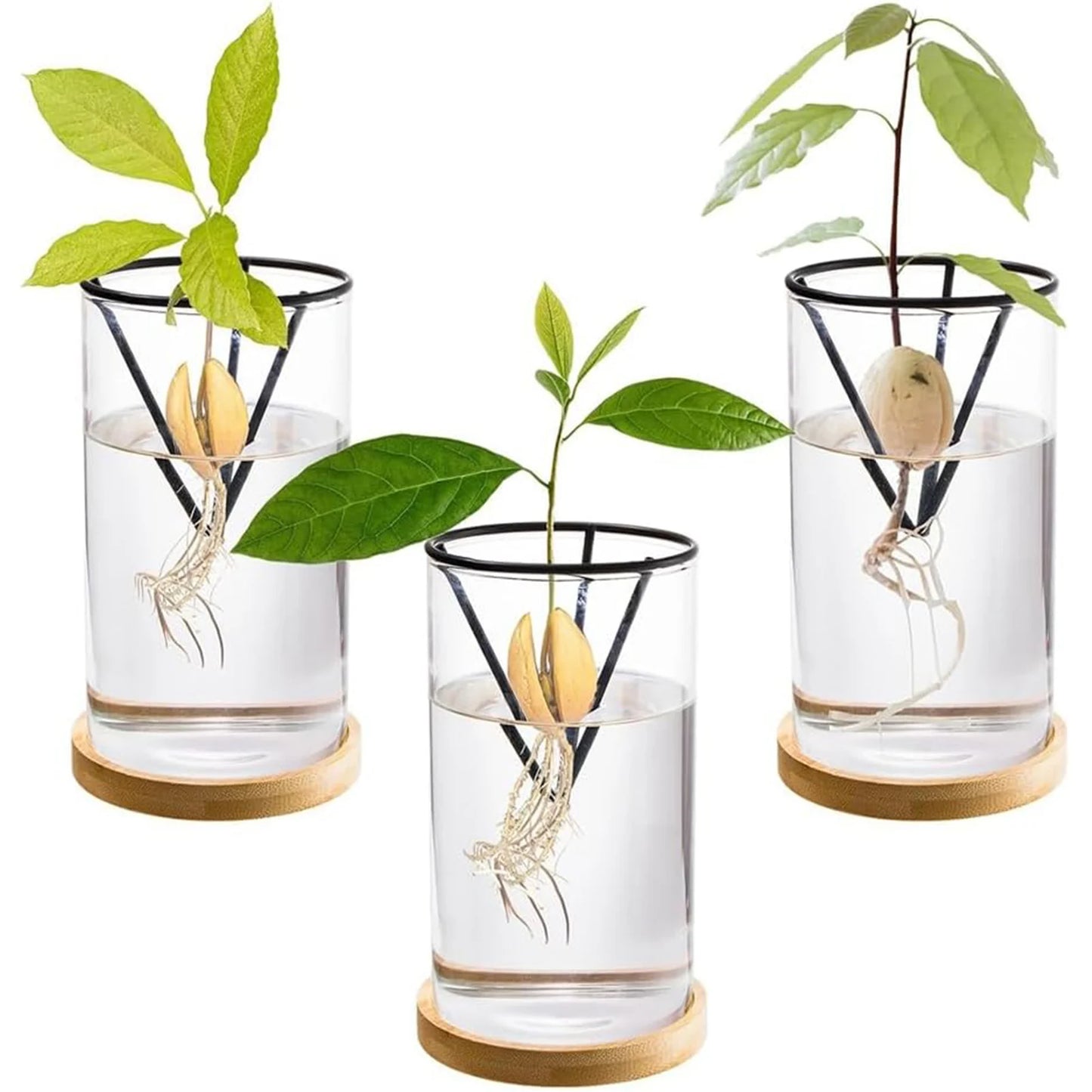 Hydroponic Avocado Tree Growing Kit – Glass Seed Vase with Bamboo Triangle Stand for Easy Sprouting Indoor Plant Pot