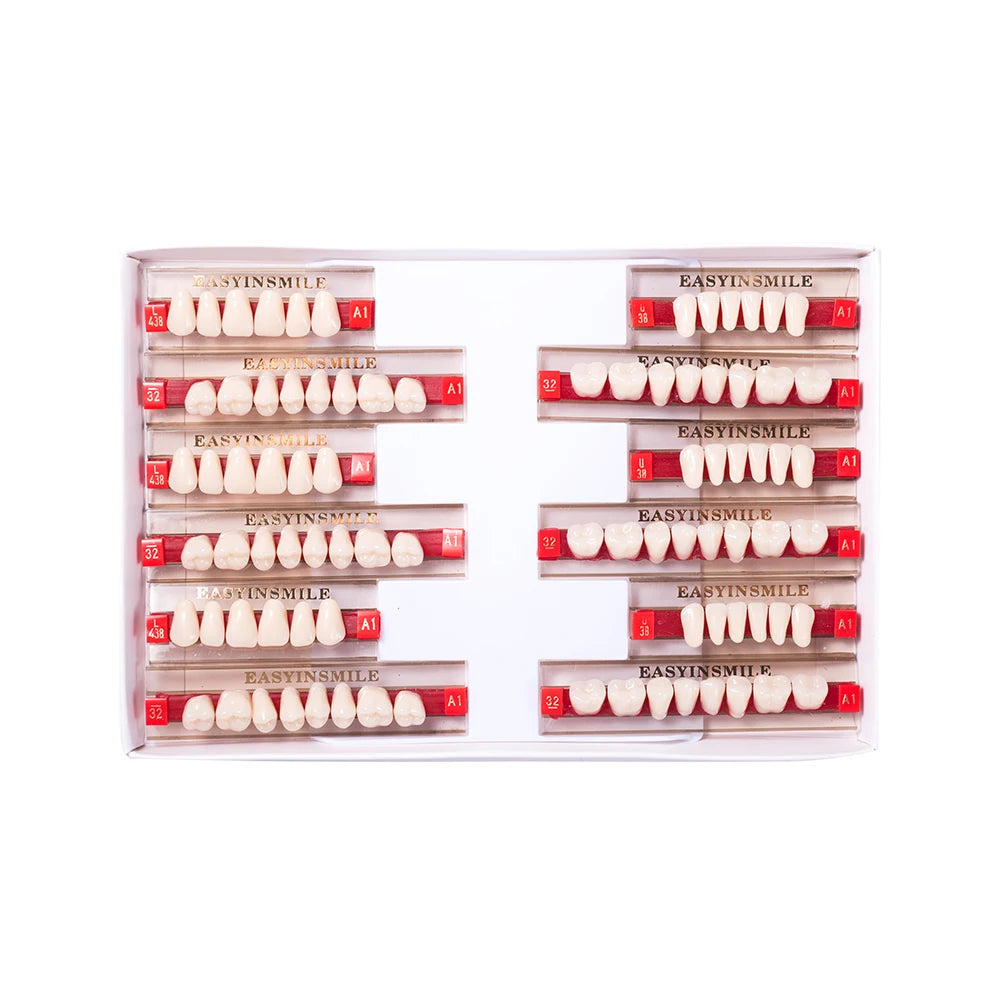 16/12 Set Dental Denture Teeth Model Kit, Upper & Lower Anterior Synthetic Polymer Teeth A2 A3 for Dental Education & Training