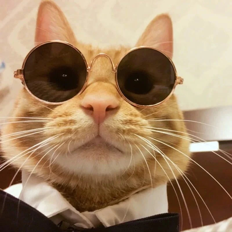 Lovely Vintage Round Cat Sunglasses - Reflective Eyewear for Small Dogs and Cats, Pet Photo Props and Accessories
