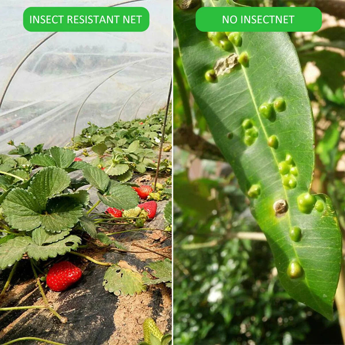 Garden Net Plant Protection Cover – Ultra-Fine 60 Mesh Insect Control Net for Vegetables, Plants, and Fruits