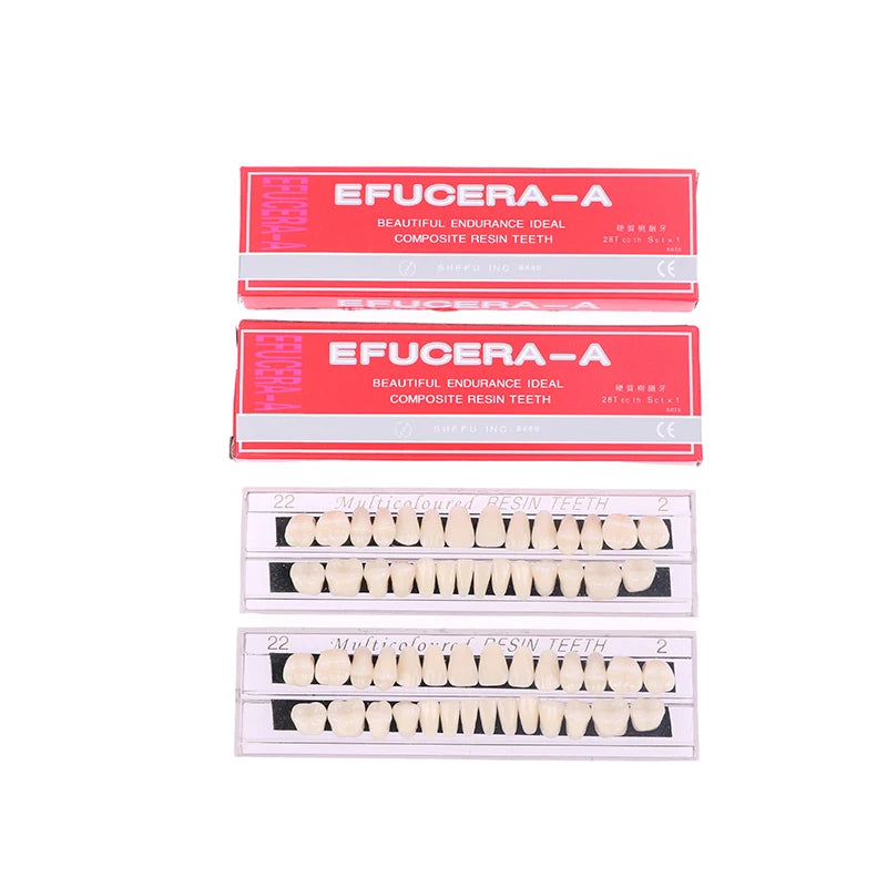 Dental Teeth Teaching Model – Professional Oral Care Training & Dental Material Tool