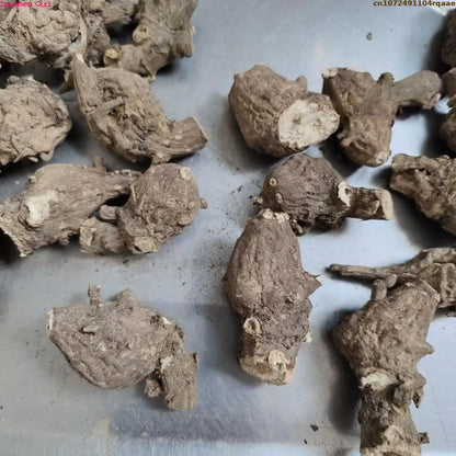 Natural Aconitum Root Botanical Decor - 100g/250g Dried Plant Display for Decorative Use