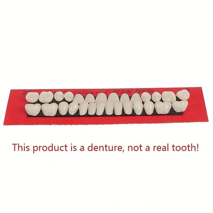 28pcs Dental Training Resin Teeth Model Set, Permanent Denture Practice Kit for Dentistry Technician Education & Teaching Props