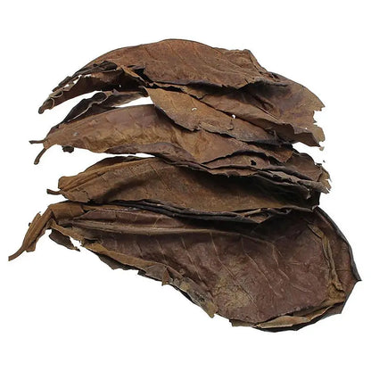 Aquarium Almond Catappa Leaves – Betta & Shrimp Fish Tank Accessories for Creating a Rainforest Environment