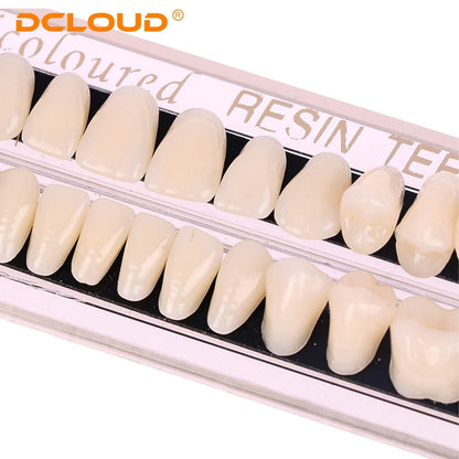 15 Pack Resin Denture Teeth Set – Polymer Dental Training Models for Education, Research & Laboratory Practice