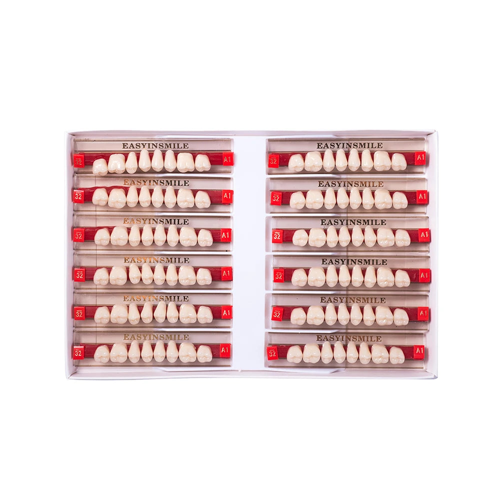 16/12 Set Dental Denture Teeth Model Kit, Upper & Lower Anterior Synthetic Polymer Teeth A2 A3 for Dental Education & Training
