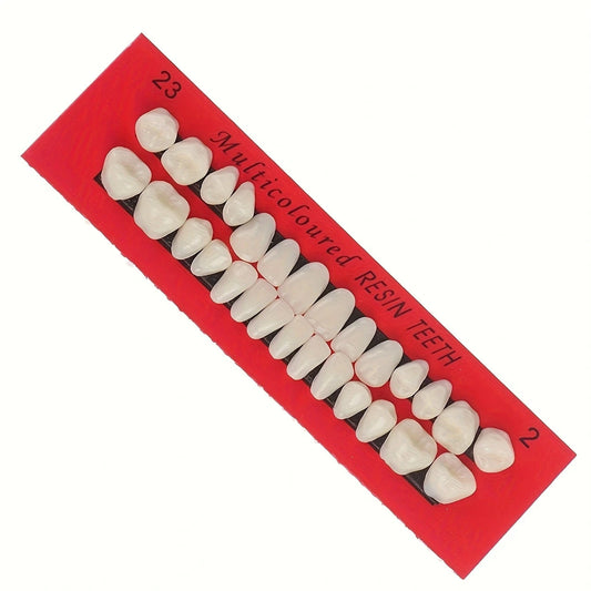 28pcs Dental Training Resin Teeth Model Set, Permanent Denture Practice Kit for Dentistry Technician Education & Teaching Props