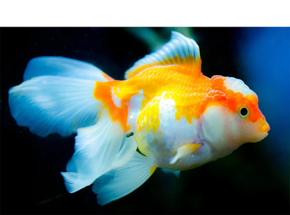 Full Spectrum Aquarium LED Light – 24/7 Lamp with Thermometer & Memory Function for Aquatic Plants