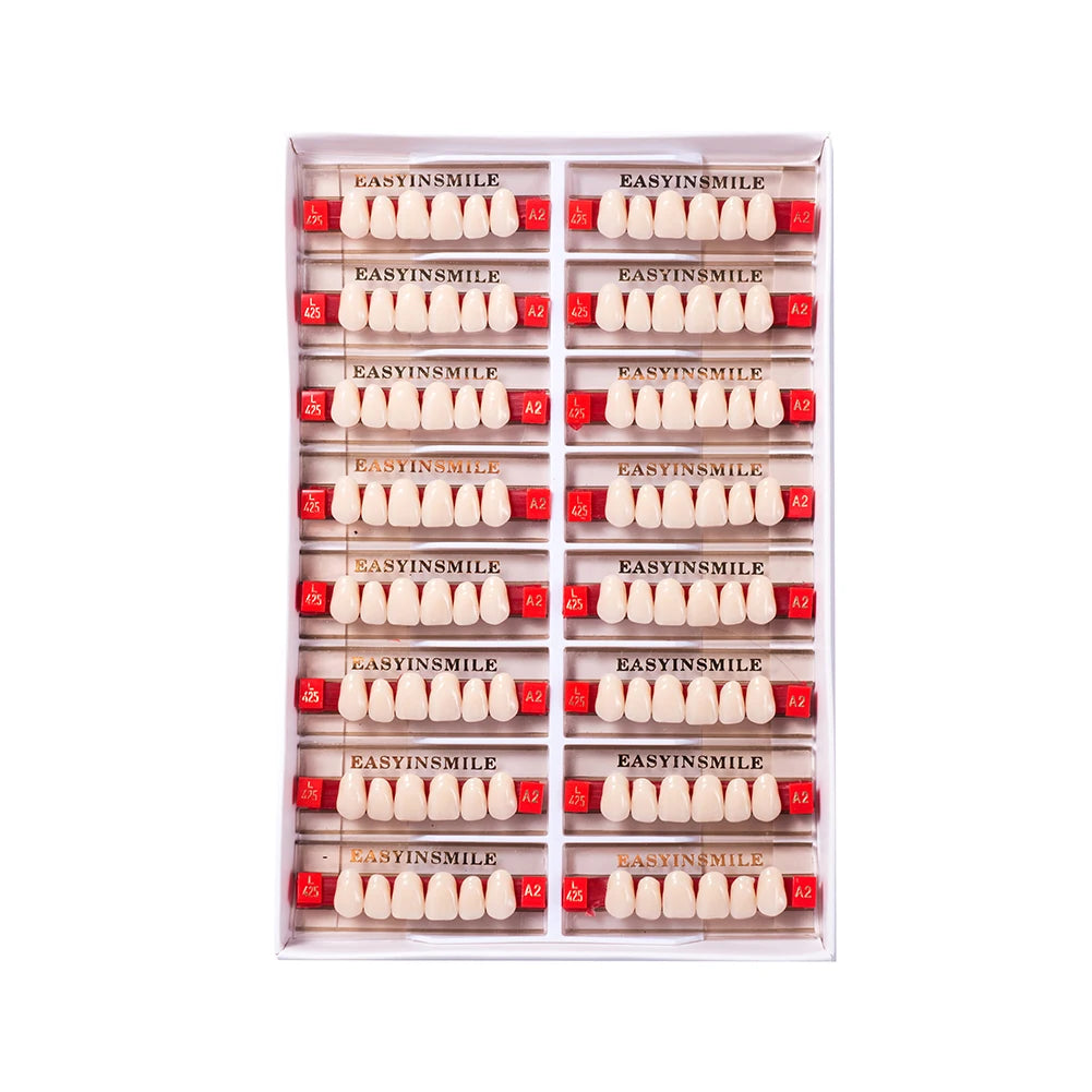 16/12 Set Dental Denture Teeth Model Kit, Upper & Lower Anterior Synthetic Polymer Teeth A2 A3 for Dental Education & Training