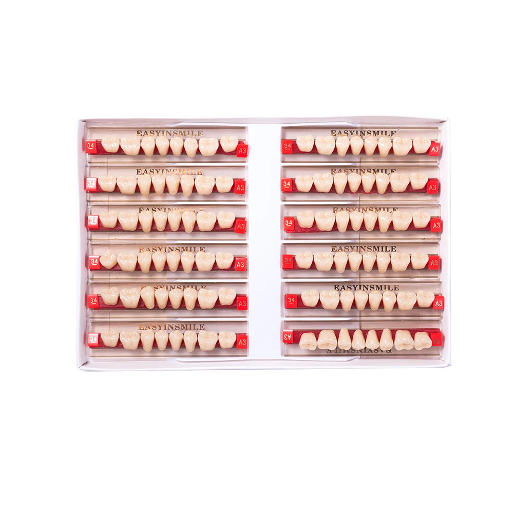16/12 Set Dental Denture Teeth Model Kit, Upper & Lower Anterior Synthetic Polymer Teeth A2 A3 for Dental Education & Training